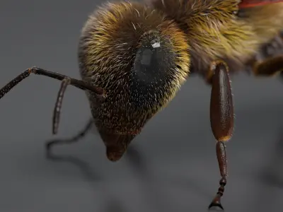 Realistic Honey Bee 3D model purchase