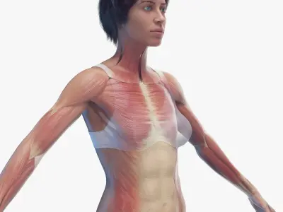 Human Female Body Skeleton and Muscles Static 3D model