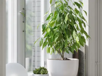  Ficus Benjamina Plant Model 
