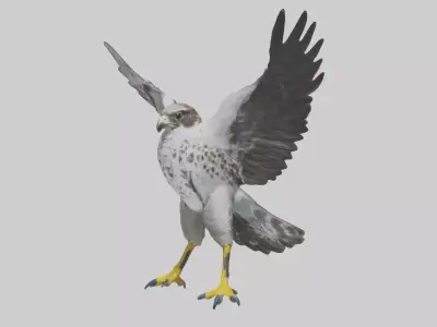 Falcon diving model 3D model