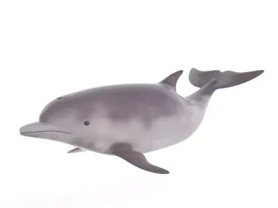 Dolphin toy 3D model