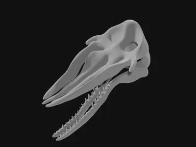 Sperm whale skull 3D model purchase