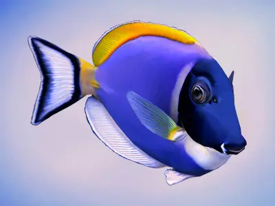 Acanthurus Leucosternon Low-poly 3D model