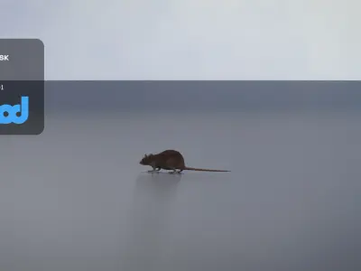 Rat 3D Model 3D model