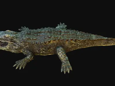 Crocodile alligator Low-poly 3D model