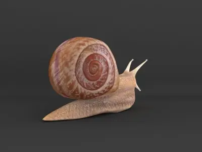 Snail 3D model 3