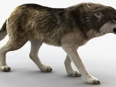  Wolf 3 RIG FUR 