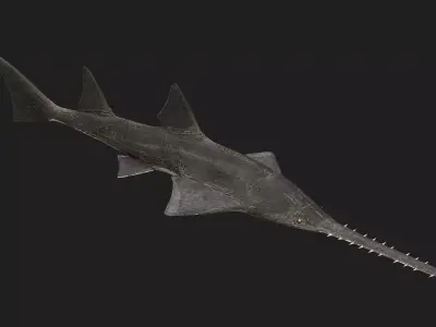 Knifetoothsawfish Low-poly 3D model