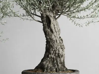 Old Olive Trees In Stone Pots 3D model