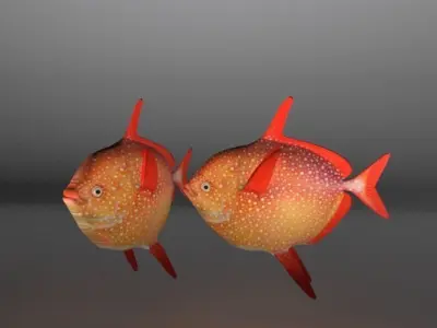 Lampris guttatus Fish Low-poly 3D model