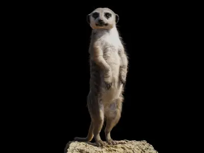 Meerkat Rigged Blender 3D model