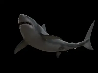 Great white shark Low-poly 3D model 10