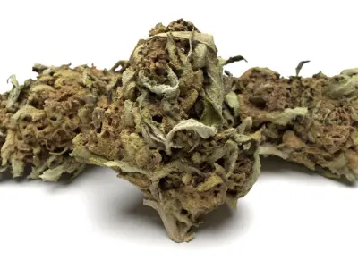 Cannabis Bud 02 3D model