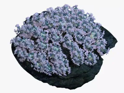 Coral flowers on rock 3D model