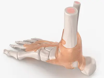 Anatomical Foot Skeleton Model with Ligament Overlay 3D model