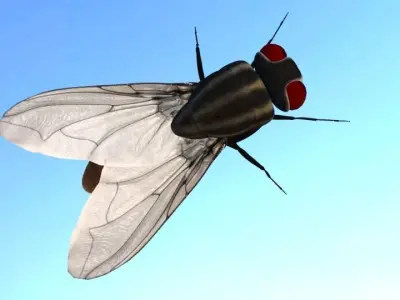 Housefly lowpoly 3d model and  3d print model Low-poly 3D model