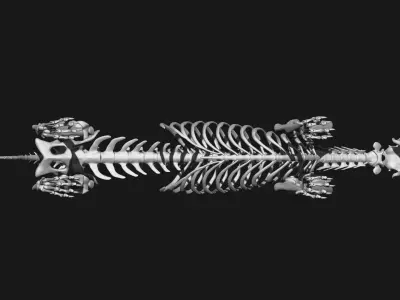 Tiger Skeleton 3D model