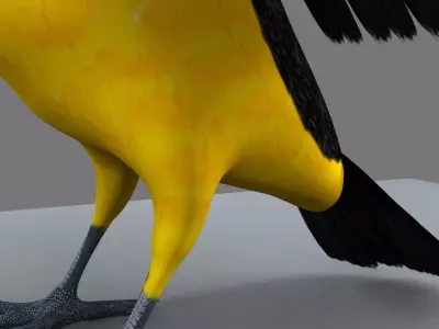 Blue winged mountain tanager open wings Animation 3D model