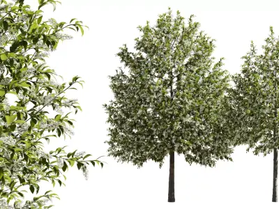 Tree Prunus Padus Bird Cherry Or Hackberry tree Free 3D model