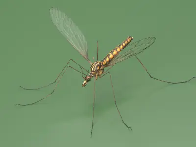 Mosquito Hawk Crane Fly Gollywhopper 3D model