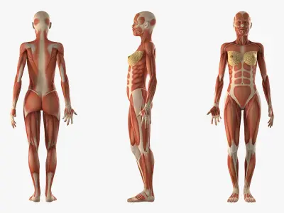 Male and Female Muscular System Anatomy Collection 3D model