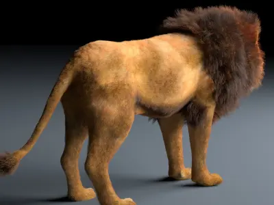 African Lion Hair Fur Rigged 3D model
