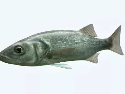 Dicentrachus Fish 3D model