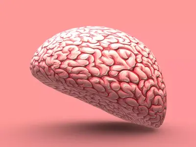 Brain 3D model buy