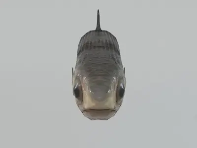 Anchovy fish Low-poly 3D model
