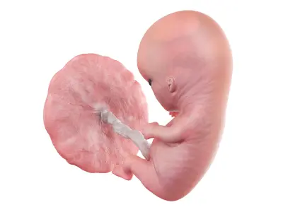 Fetus Week 10 Animated 3D model