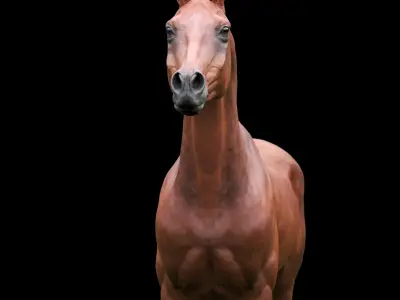 horse arabian BROWN Zbrush 3D model