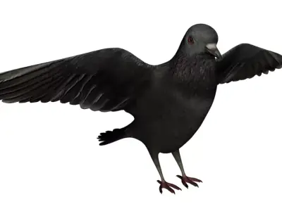 Dove 3d rigged model 3D model
