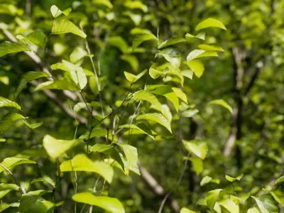 European Beech 04 3D Scanned Animated 3D model