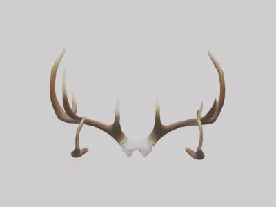 Deer Antlers Model Low-poly 3D model
