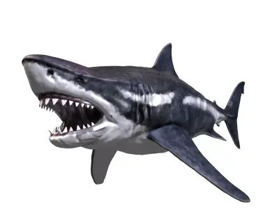 Megalodon 3D model
