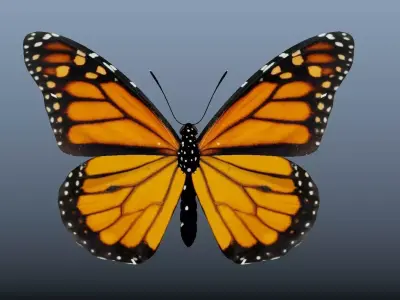 Butterfly with texture 3D model