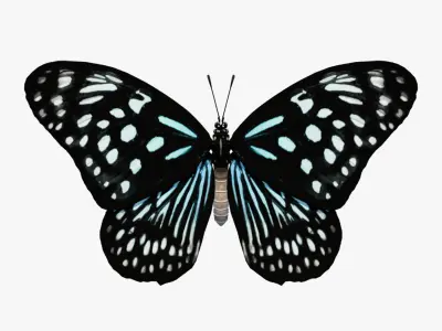 Butterfly Blue Tiger 3D model