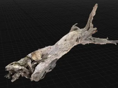 Dead old tree of the real world 3d scan in highpoly 3D model