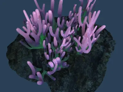 Coral on rock 3D model purchase