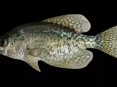 crappie x fish swimming 3D model