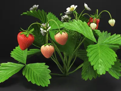 Garden Strawberry Plant Fruiting 3D model