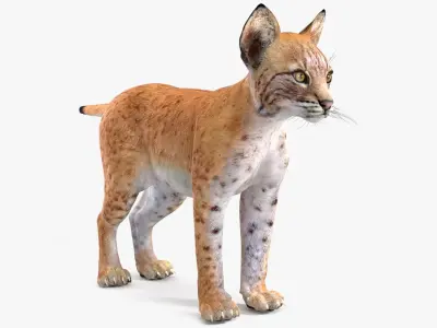 Lynx Cub 3D model
