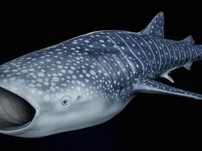  Whale Shark PBR 