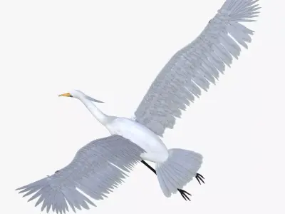 Egret bird rigged 3d model Low-poly 3D model