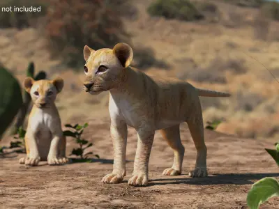 Lion Cub 3D model purchase