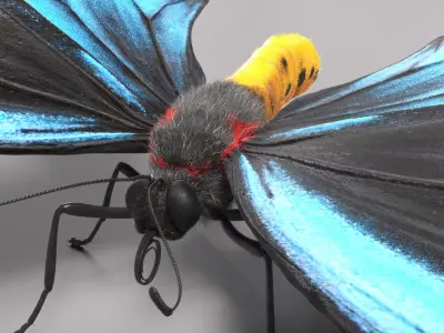 Butterfly Collection 3D model