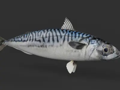 Mackerel Fish 3D model purchase