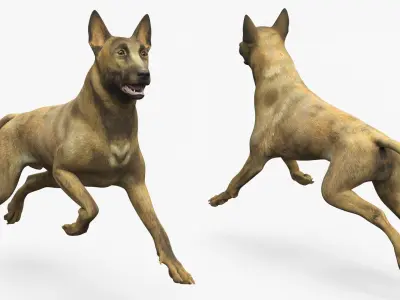  Dutch Herding Dog in Run Pose Gold Brindle 