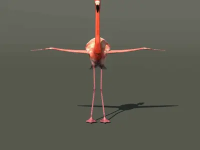 Flamingo Bird 3D Model 3D model
