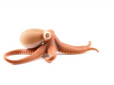 Dumbo Octopus Model with Ear-like Fins and Soft Body Low-poly 3D model